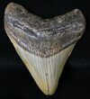 Juvenile Megalodon Tooth - North Carolina #18606-1